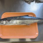 野原の保護者の方に大きな鰆を頂きました。