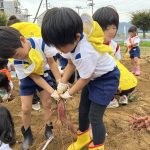 可愛いサイズのさつまいもが掘れました。